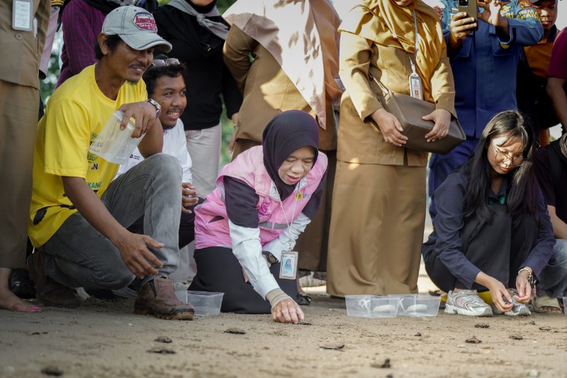 Dorong Ekonomi Hijau, PLN UID Kaltimra Aktif Kawal Konservasi Penyu Lewat Pelepasan 80 Tukik